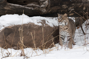 Bobcat (Lynx rufus) Stands Next to Rock Looking Out Winter