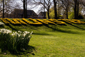 Munster in daffodils on the grass on a bright sunny day 