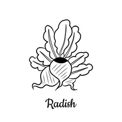 Hand drawn Radish isolated on a white. Vegetables drawings. Vector illustration.