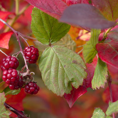 Blackberry autumn colors