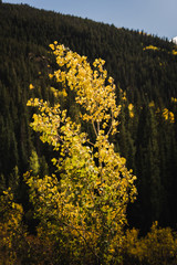 Landscape view of the mountains in Vail, Colorado covered in fall foliage. 
