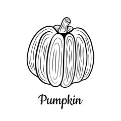 Hand drawn Pumpkin isolated on a white. Vegetables drawings. Vector illustration.