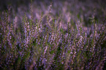 Blühendes Heidekraut 