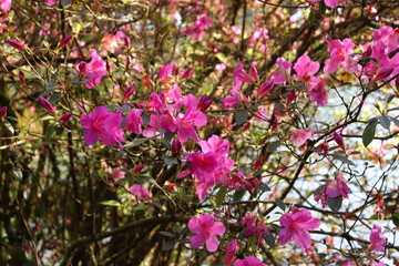 One of the main sights of Gramado, the Lago Negro(Black Lake) delights tourists with the arrival of spring.