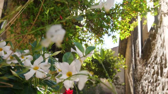 White flowers Gassin streets french village beautiful sun flare through vegetation on house facade