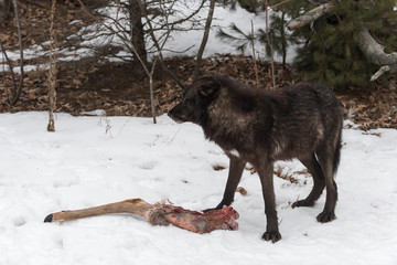 Black Phase Grey Wolf (Canis lupus) Stands With Deer Leg Winter