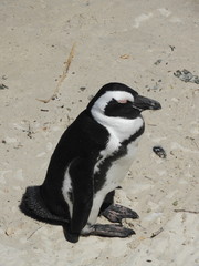 Pinguin on the beach in the sun, sitting, Boulders Beach