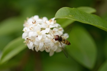 Insect called Hoverfly (Meliscaeva cinctella) sitting on white flower.