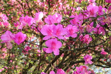 One of the main sights of Gramado, the Lago Negro(Black Lake) delights tourists with the arrival of spring.