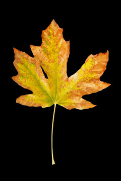 Bigleaf Maple Leaf