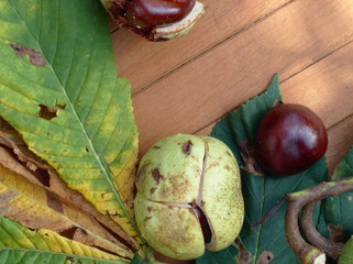 Autumn Chestnut still life