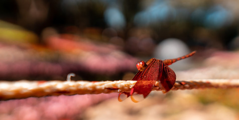 Red dragonfly resting on the rope at park garden in summer day, close up insect and bug in natural wild life