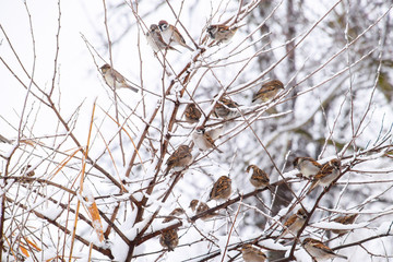 Sparrow on branches of bushes. Winter weekdays for sparrows. Common sparrow on the branches of currants