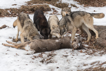 Grey Wolves (Canis lupus) Gather at Deer Kill Winter