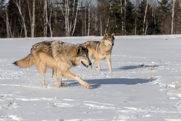 Fototapeta na wymiar Grey Wolves (Canis lupus) Run About in Snowy Field Winter