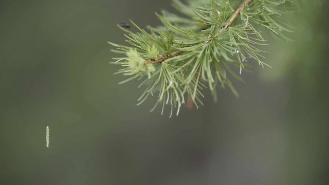 Close up of green spruce branch and a small caterpillar hanging on the web on green blurred background. Stock footage. Green caterpillar hanging from the pine tree in coniferous forest.