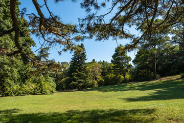 A large sunny meadow with green grass in the Vorontsov park, Crimea.