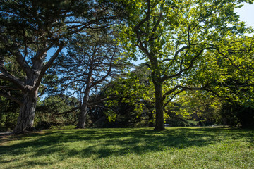 Spreading crown of large coniferous and deciduous trees in the Vorontsov park, Crimea.