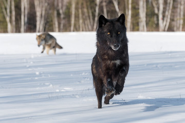 Obraz premium Grey Wolves (Canis lupus) Run In In Snowy Field Winter
