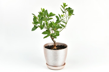 Houseplant Tangerine tree with small young green fruits in a pot isolated on white background. Bonsai