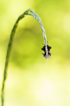 Aardhommel met bagage. Lanaye Belgie.