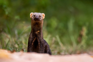 Tayra photographed in Linhares, Espirito Santo. Southeast of Brazil. Atlantic Forest Biome. Picture...