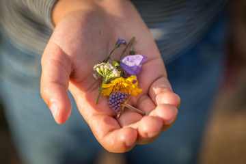 gepflückte Wildblumen auf einer Kinderhand