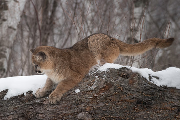 Female Cougar (Puma concolor) Lies on Log Winter