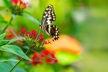 Closeup beautiful butterfly in a summer garden