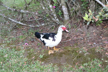One of the main sights of Gramado the Lago Negro (Black Lake) delights tourists with the ducks that roam freely there.