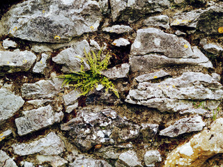 Old stone wall with green grass growing.