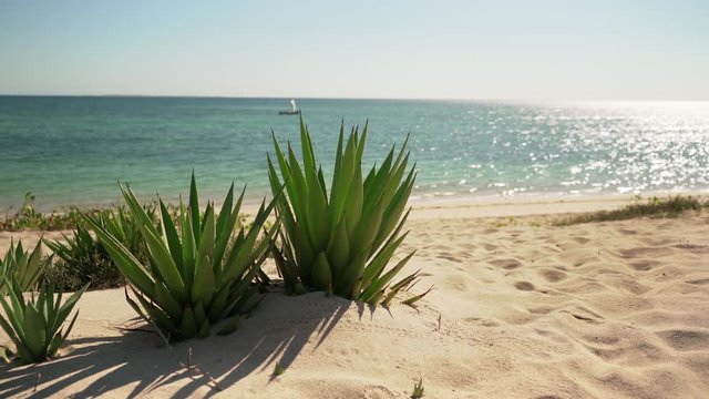Small agave shrubs growing on sandy beach, boat sails over calm sea with sun shining over in distance - typical landscape at Anakao, Madagascar