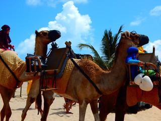 Dromedary in Genipabu