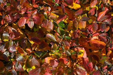 Fall october leaves and background