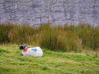 One white sheep with color herd marking on its back laying on a grass bay a river.