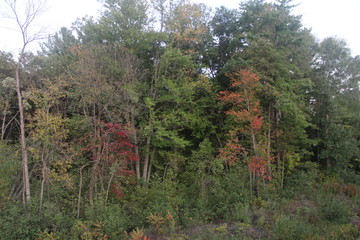 forest in autumn