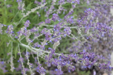Fototapeta premium bunch of lavender