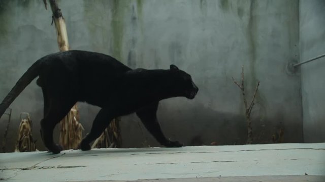 Black top puma movie