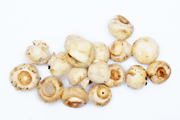 Spoiled mushrooms champignon isolated on a white background. Rotten mushroom. Improper storage of...
