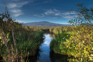 Ciénegas de Xochimilco al amanecer que da un aspecto de espejo en el gua