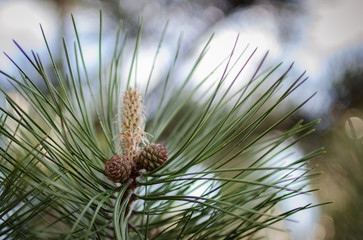 Pine branches close up. Pine cones and needles on a branch. Bright photo taken on a sunny day in...