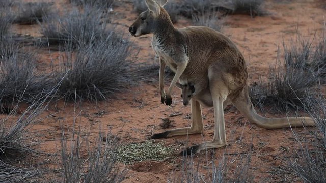 Red female kangaroo with a joey in a pocket, Macropus rufus, on the red sand of outback central Australia. Australian Marsupial in Northern Territory, Red Center. Sunset light.