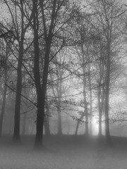 Cold foggy morning in autumn forest. Black and white dark mood.