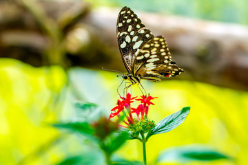 Closeup beautiful butterfly in a summer garden