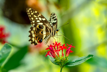 Closeup beautiful butterfly in a summer garden © blackdiamond67
