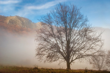 Lonely tree and a beautiful colorful autumn forest in the background, in cold foggy morning