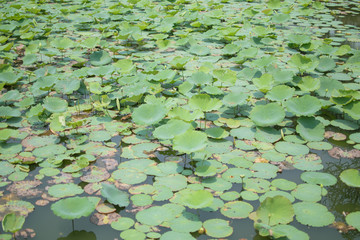 water lily in pond