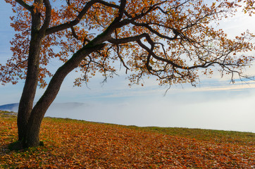 Lonely tree and a beautiful colorful autumn forest in the background, in cold foggy morning