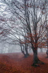 Beautiful colorful autumn forest, in cold foggy morning