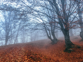 Beautiful colorful autumn forest, in cold foggy morning